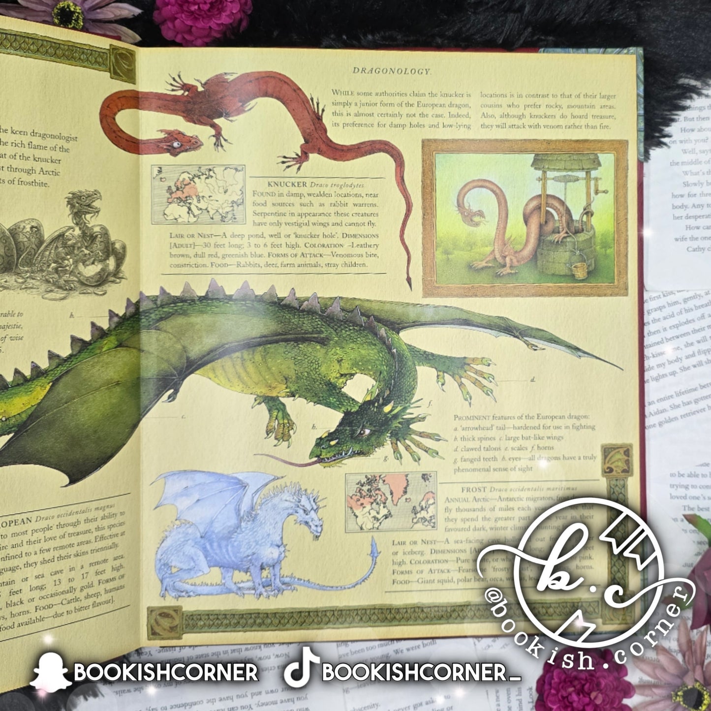 Dragonology By Dugald Steer