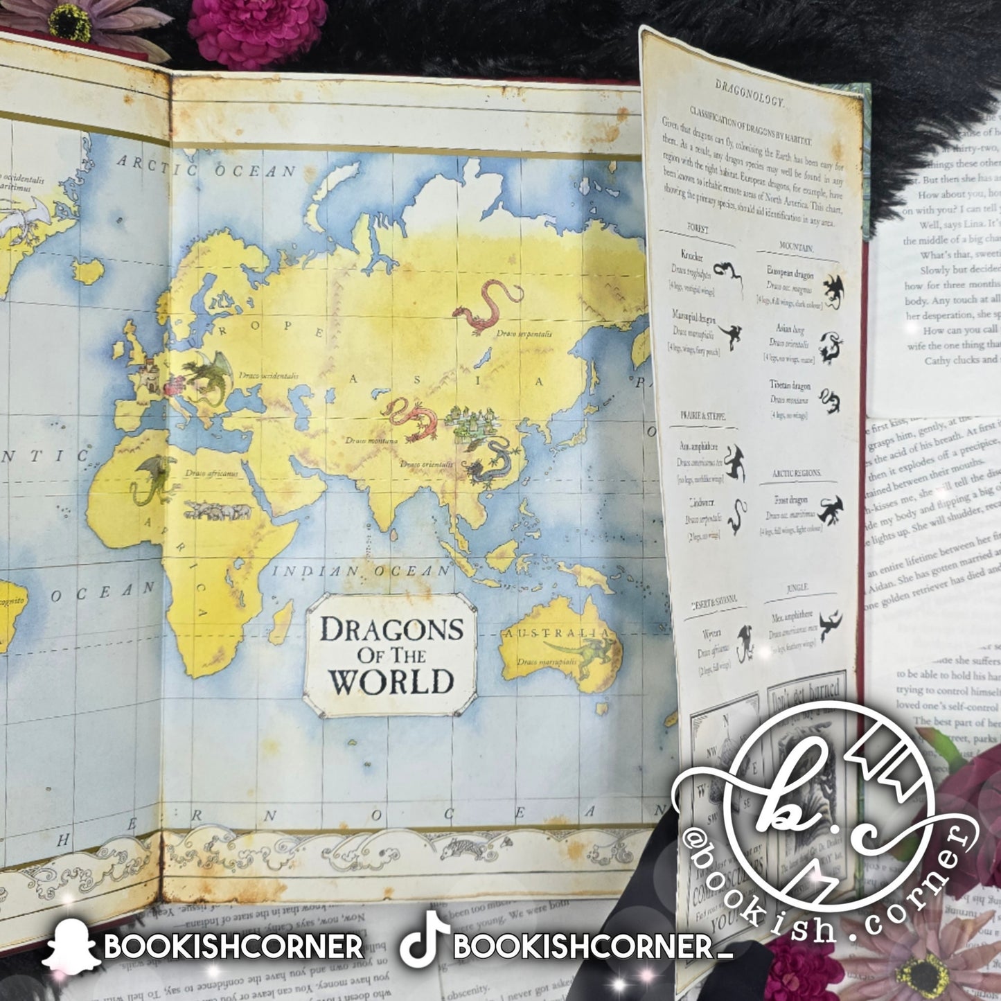 Dragonology By Dugald Steer