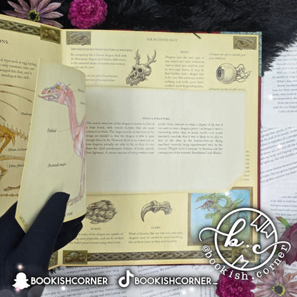 Dragonology By Dugald Steer