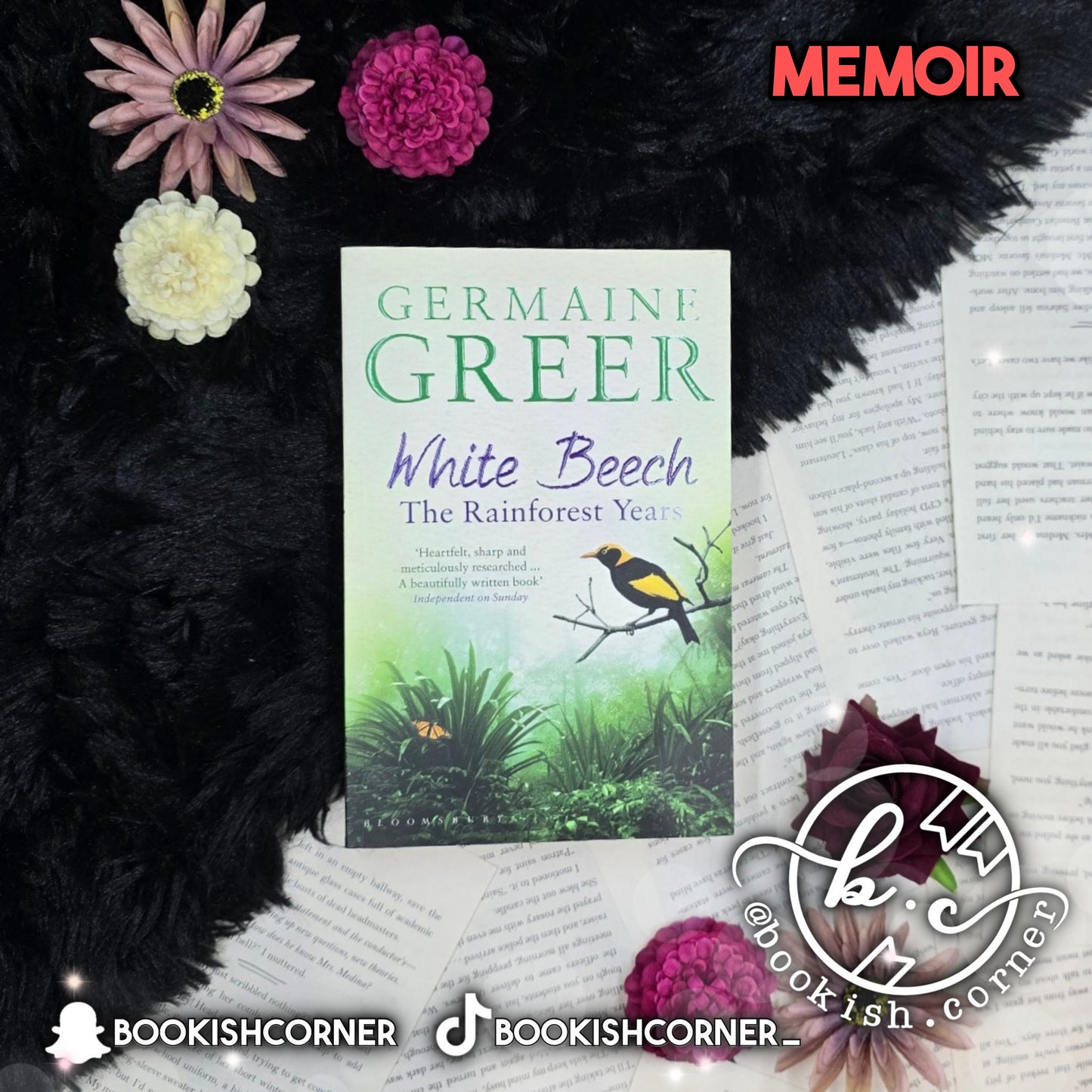 White Beech By Germaine Greer
