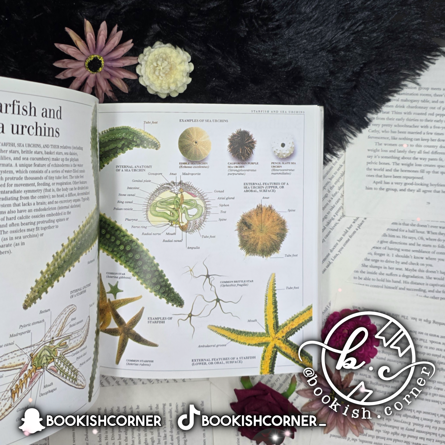 Ultimate Visual Dictionary By Dk