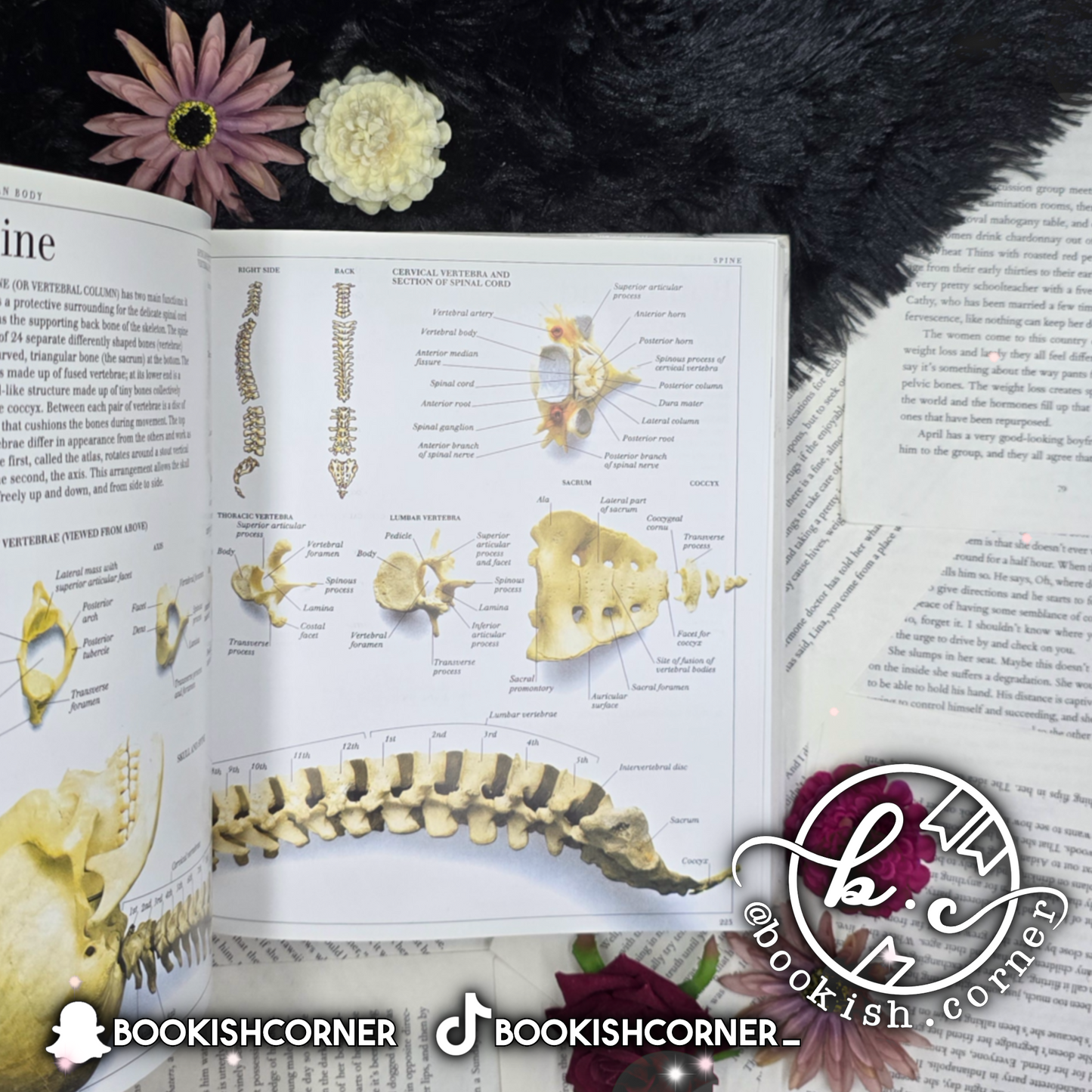 Ultimate Visual Dictionary By Dk