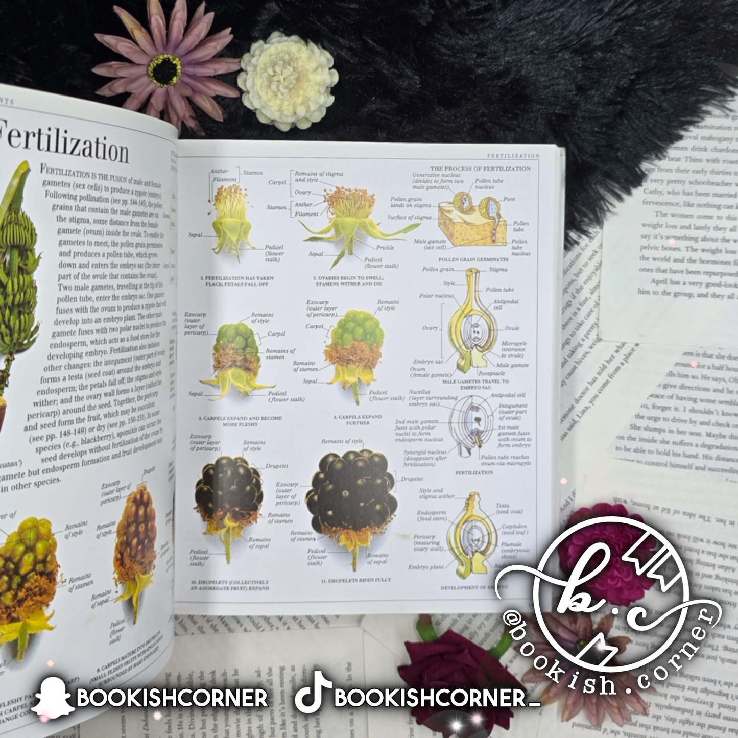 Ultimate Visual Dictionary By Dk